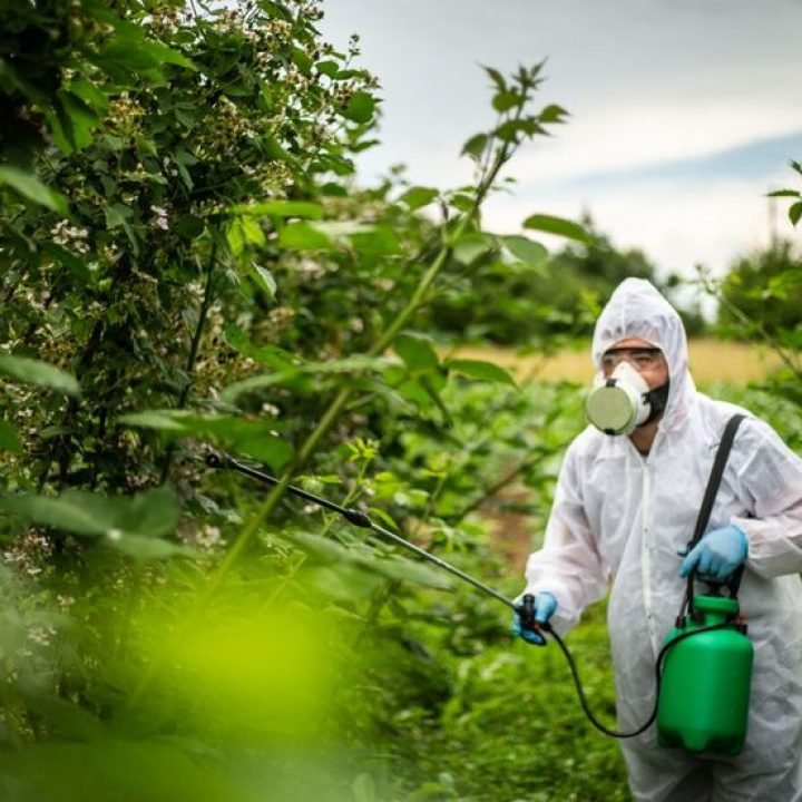 plaguicidas en Cádiz